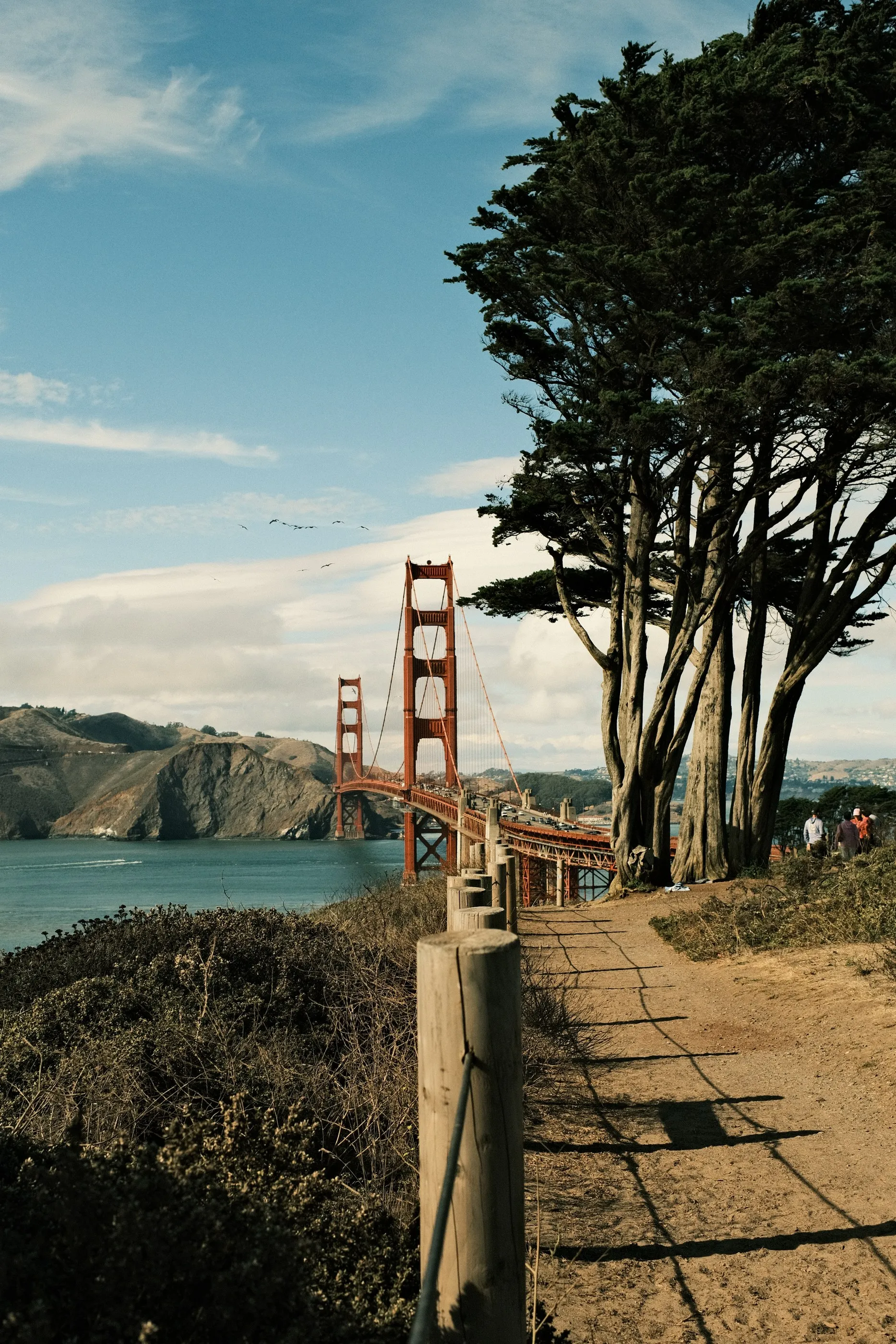 The Golden Gate Bridge beyond a coastal trail and wind-shaped trees