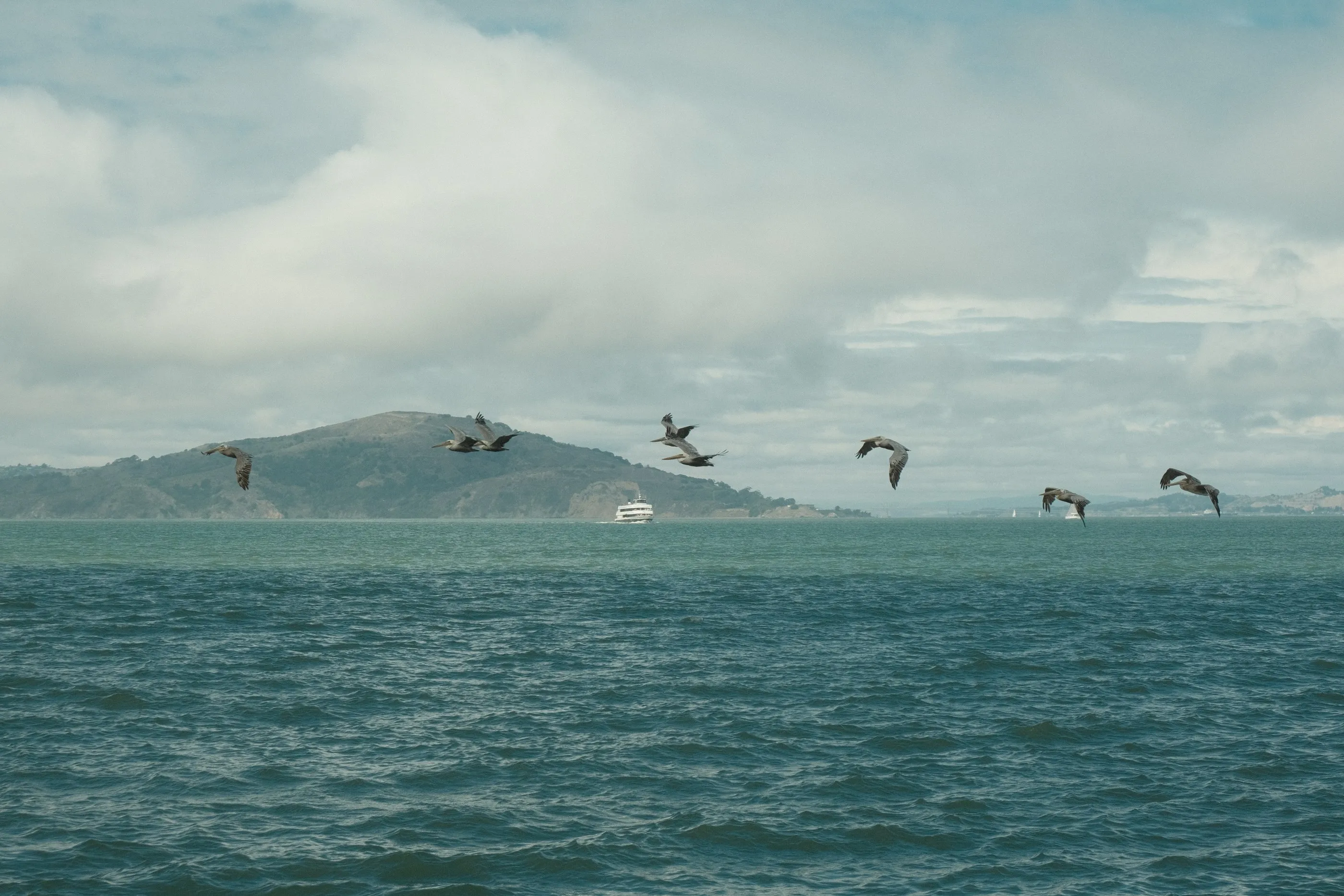 Pelicans flying over the water near Alcatraz Island