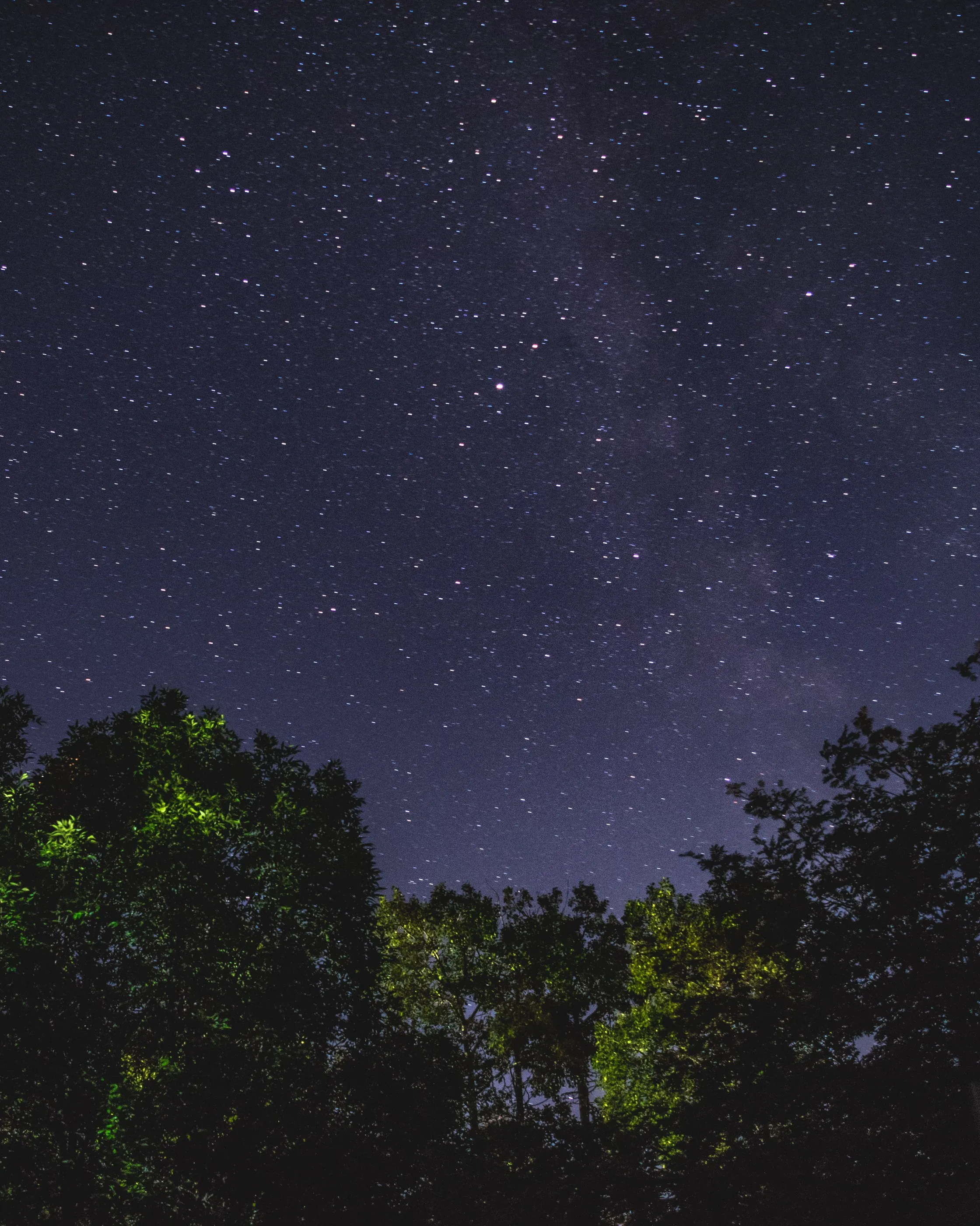 A star-filled night sky framed by illuminated trees