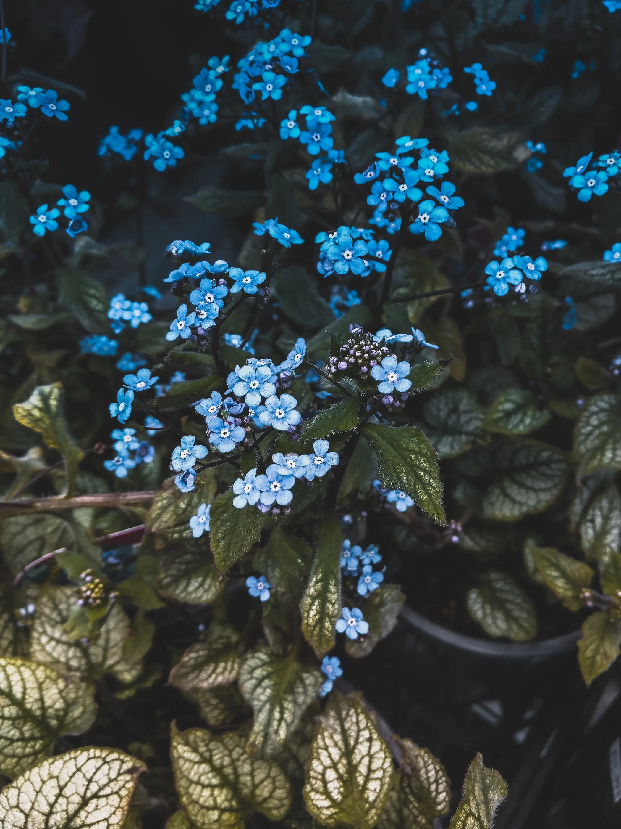 Blooming flowers