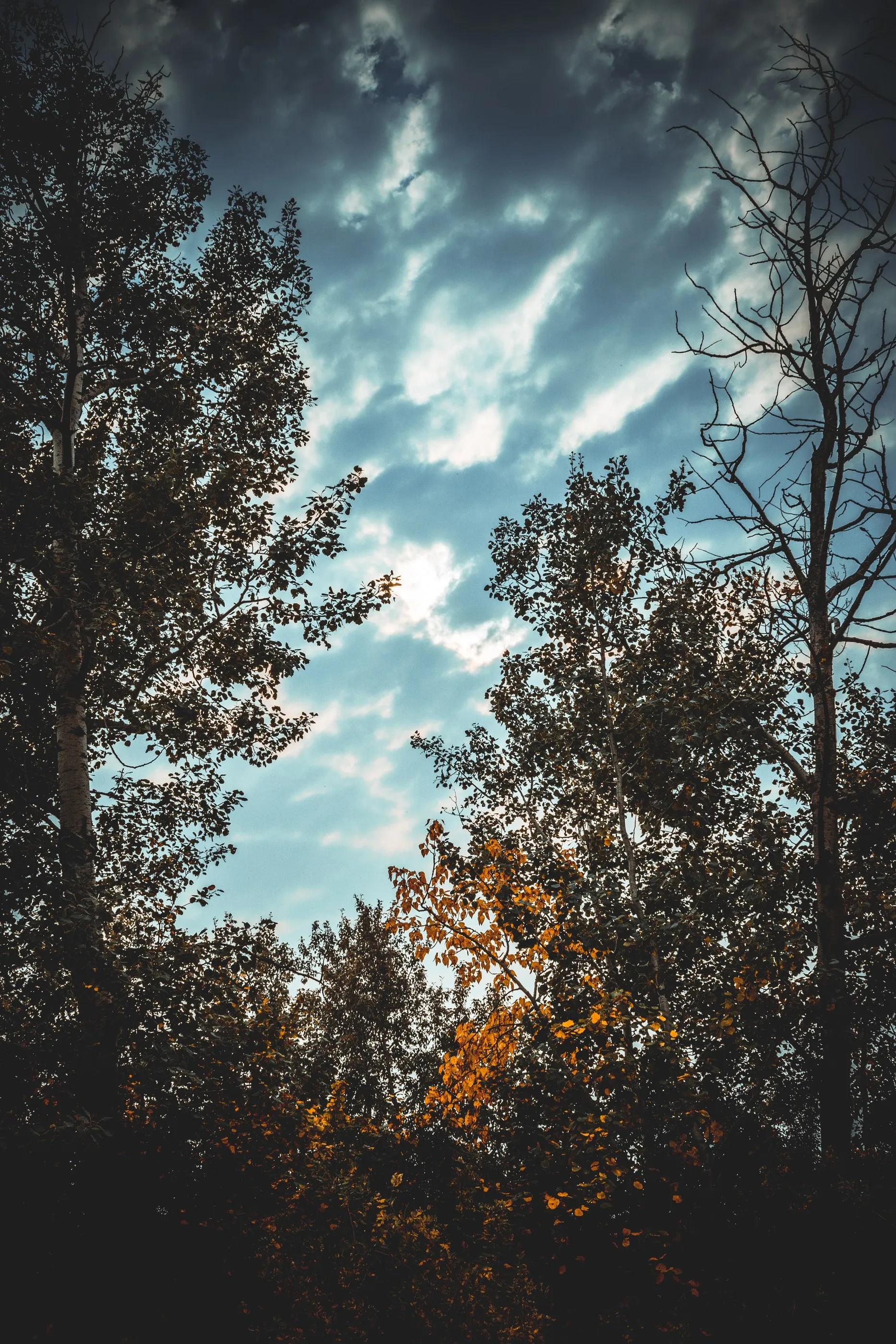 A cloudy blue sky framed by autumn trees and bare branches