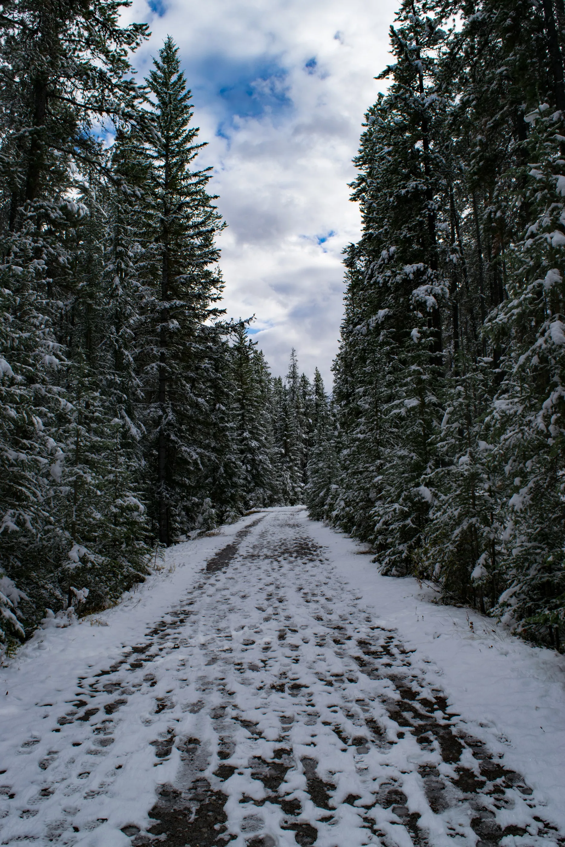 A snow-covered trail winding between tall evergreen trees