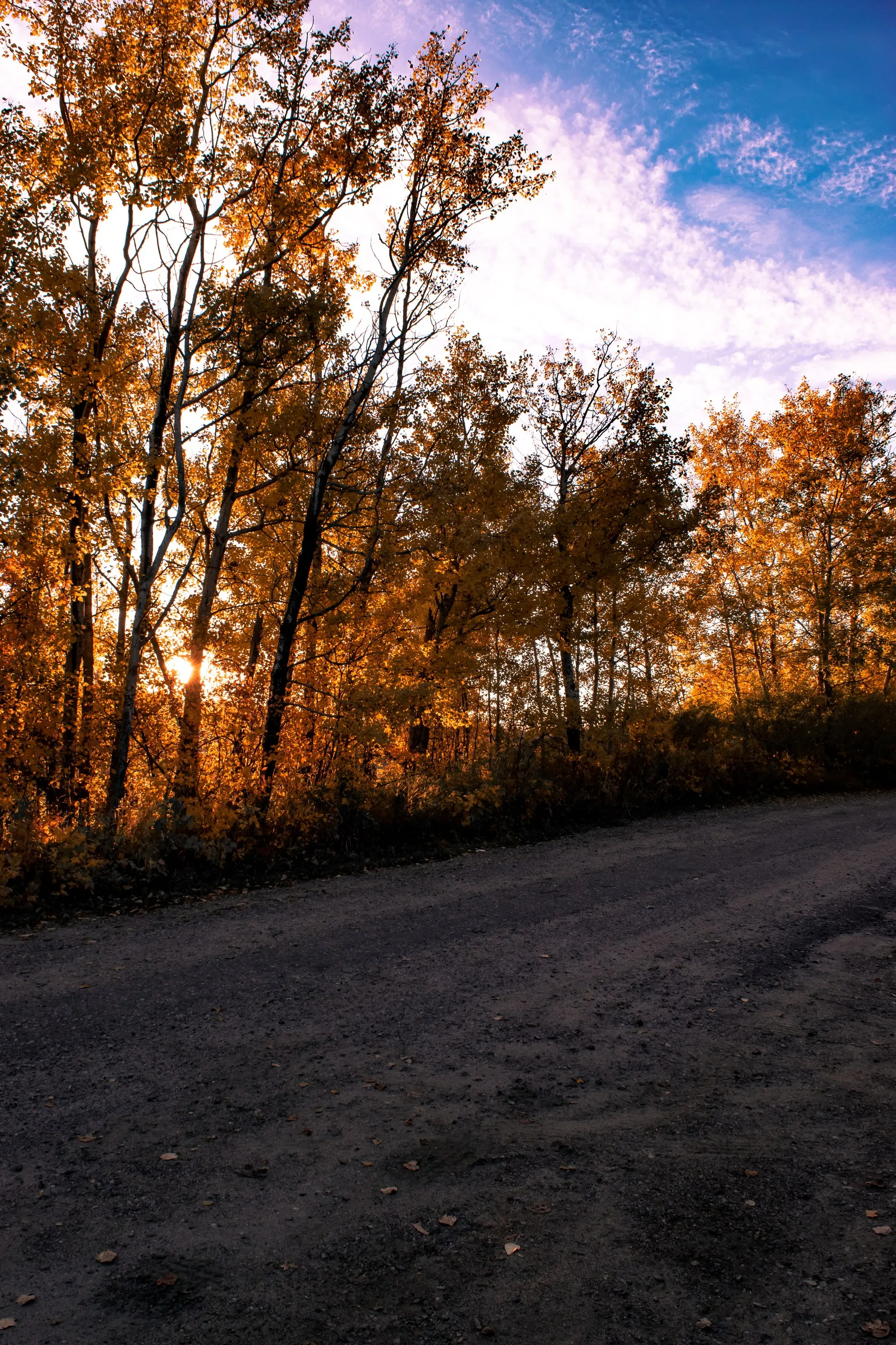 Sunlight passing through golden trees beside a gravel road