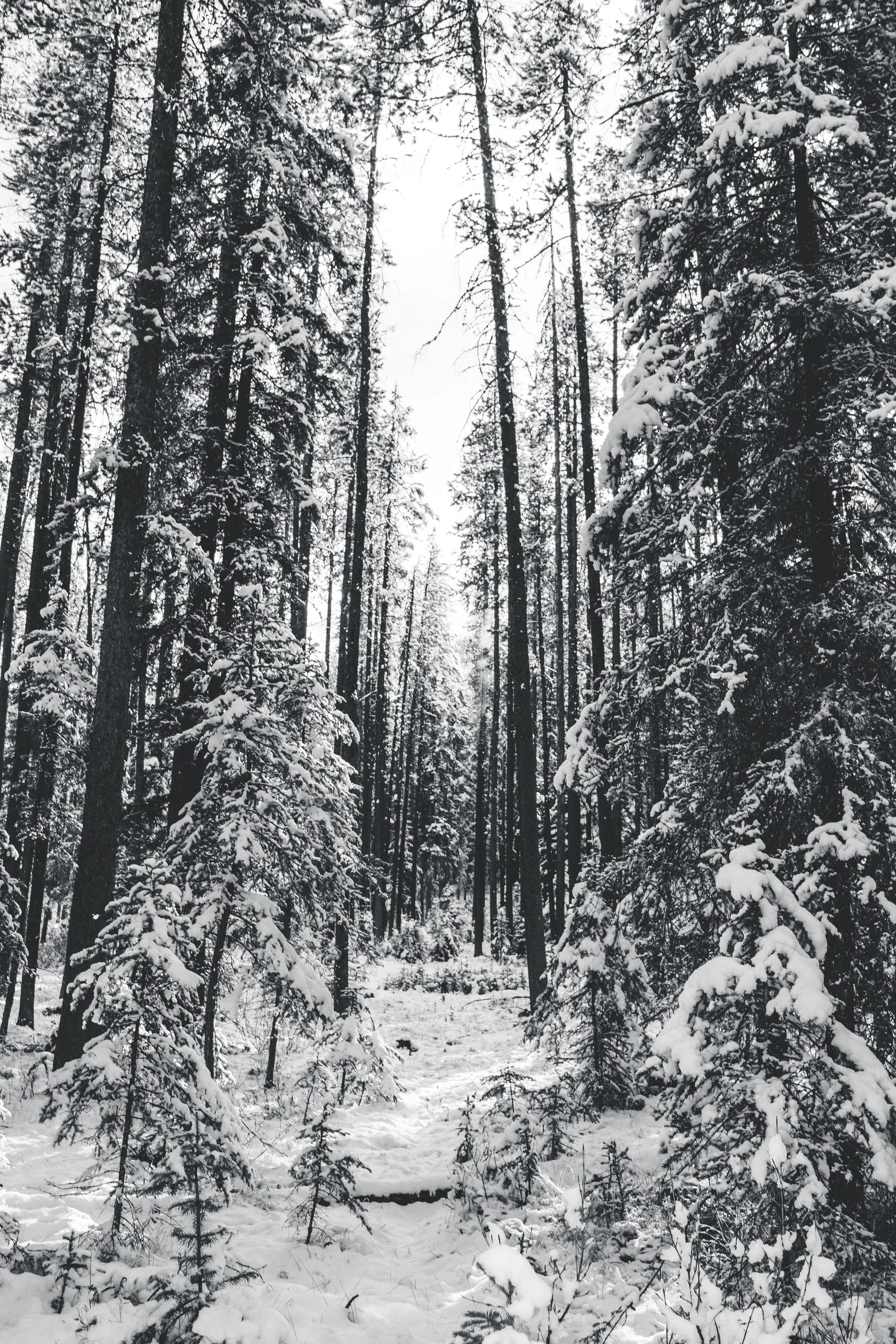 Fresh snow coating a dense stand of slender evergreen trees