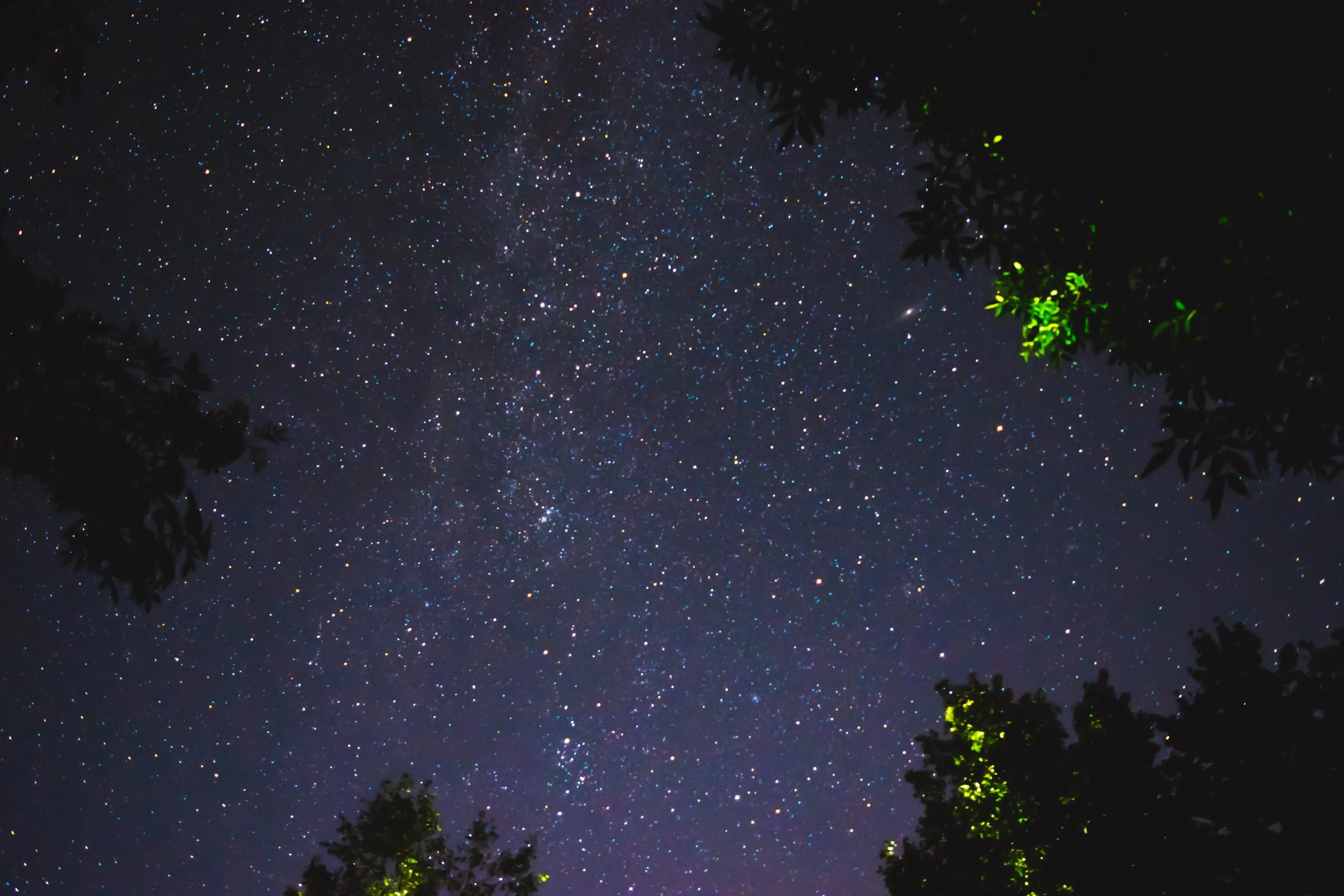 A dense field of stars framed by dark leafy branches