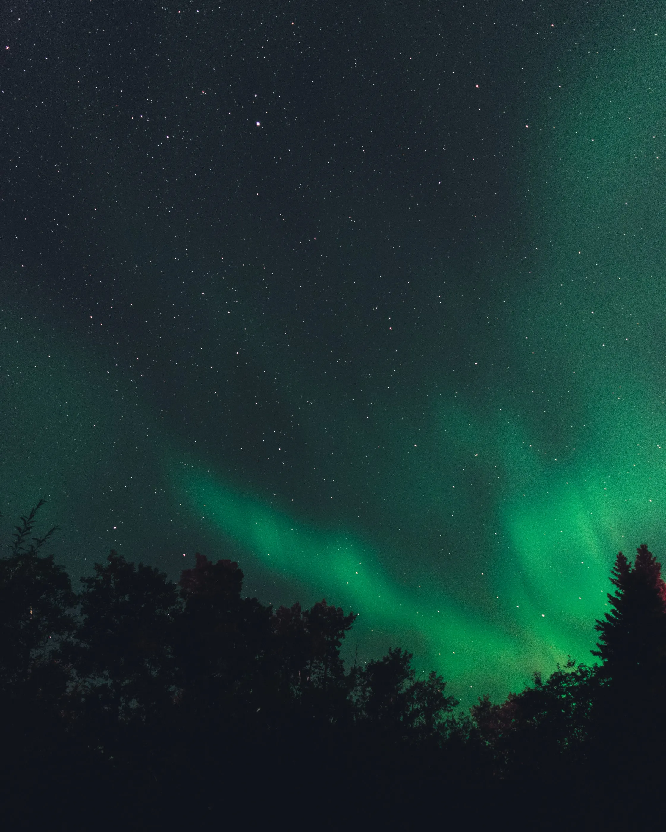 Green northern lights rising above a dark treeline