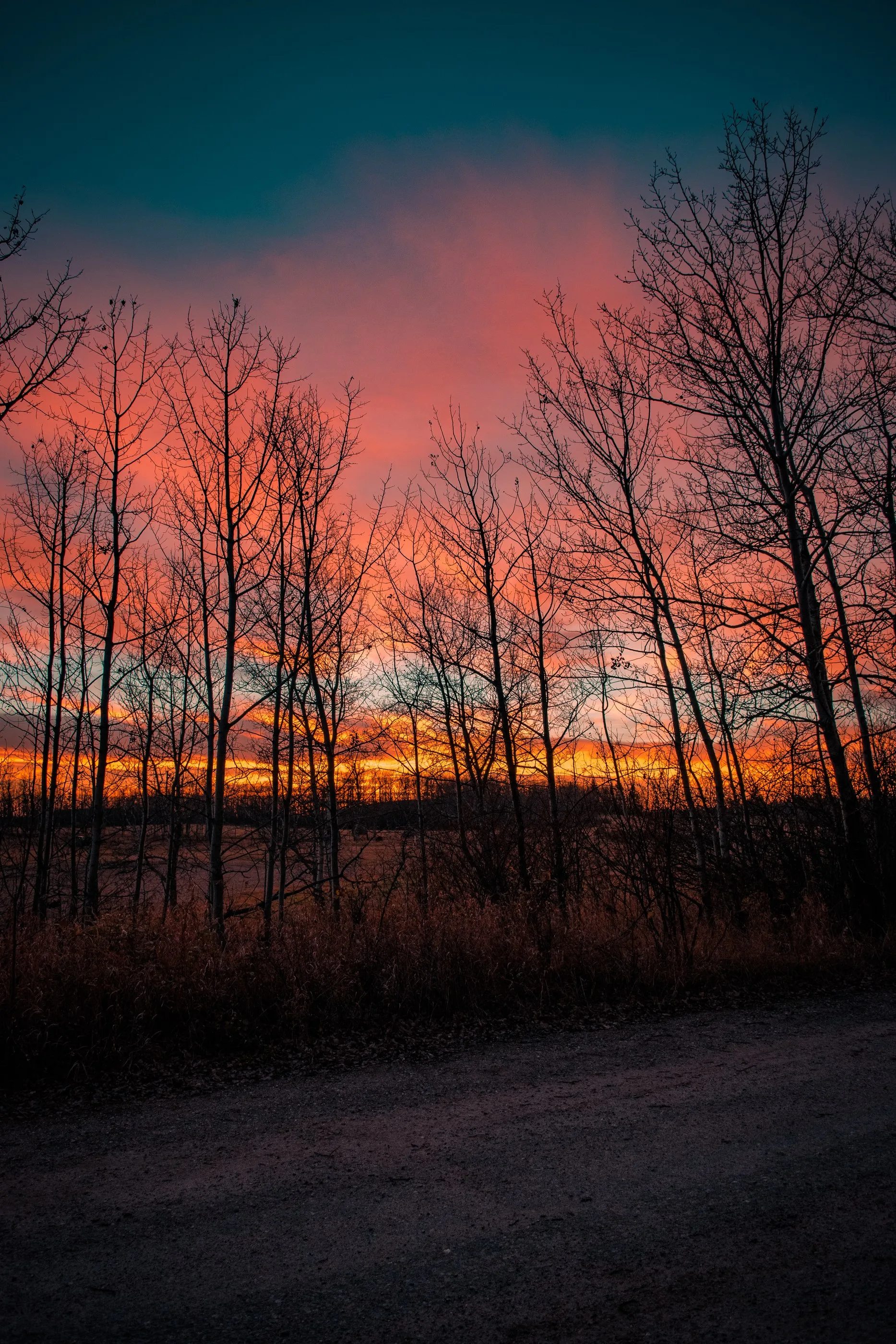 A red-orange sunset glowing through slender bare trees