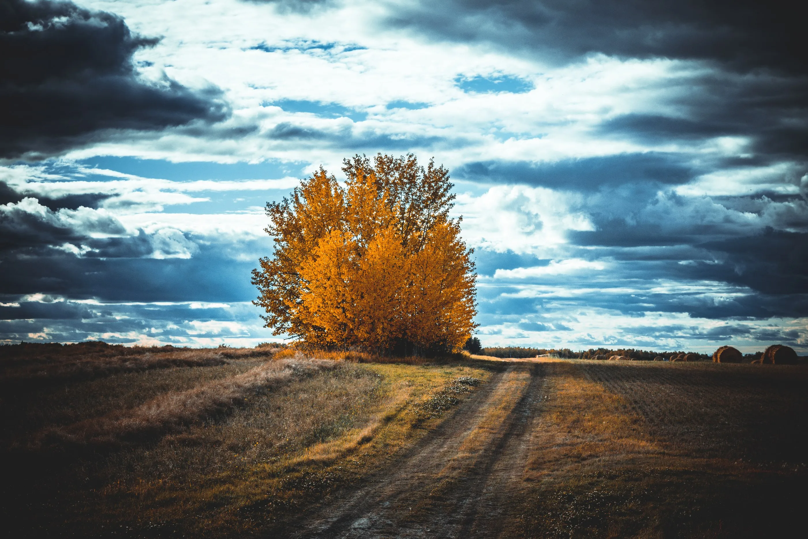 A golden tree at the end of twin tracks beneath a dramatic cloudy sky