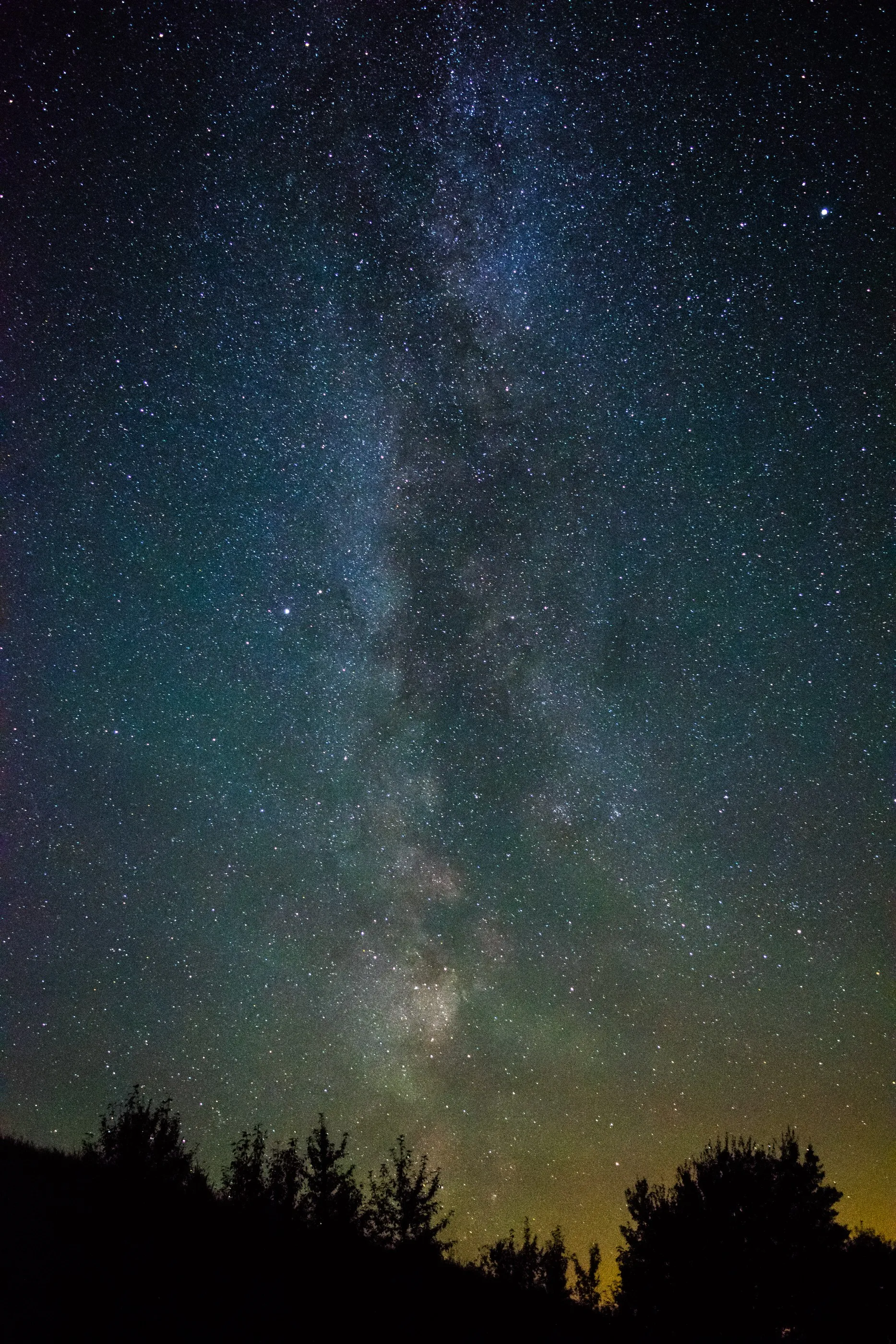 The Milky Way above a dark line of pine trees