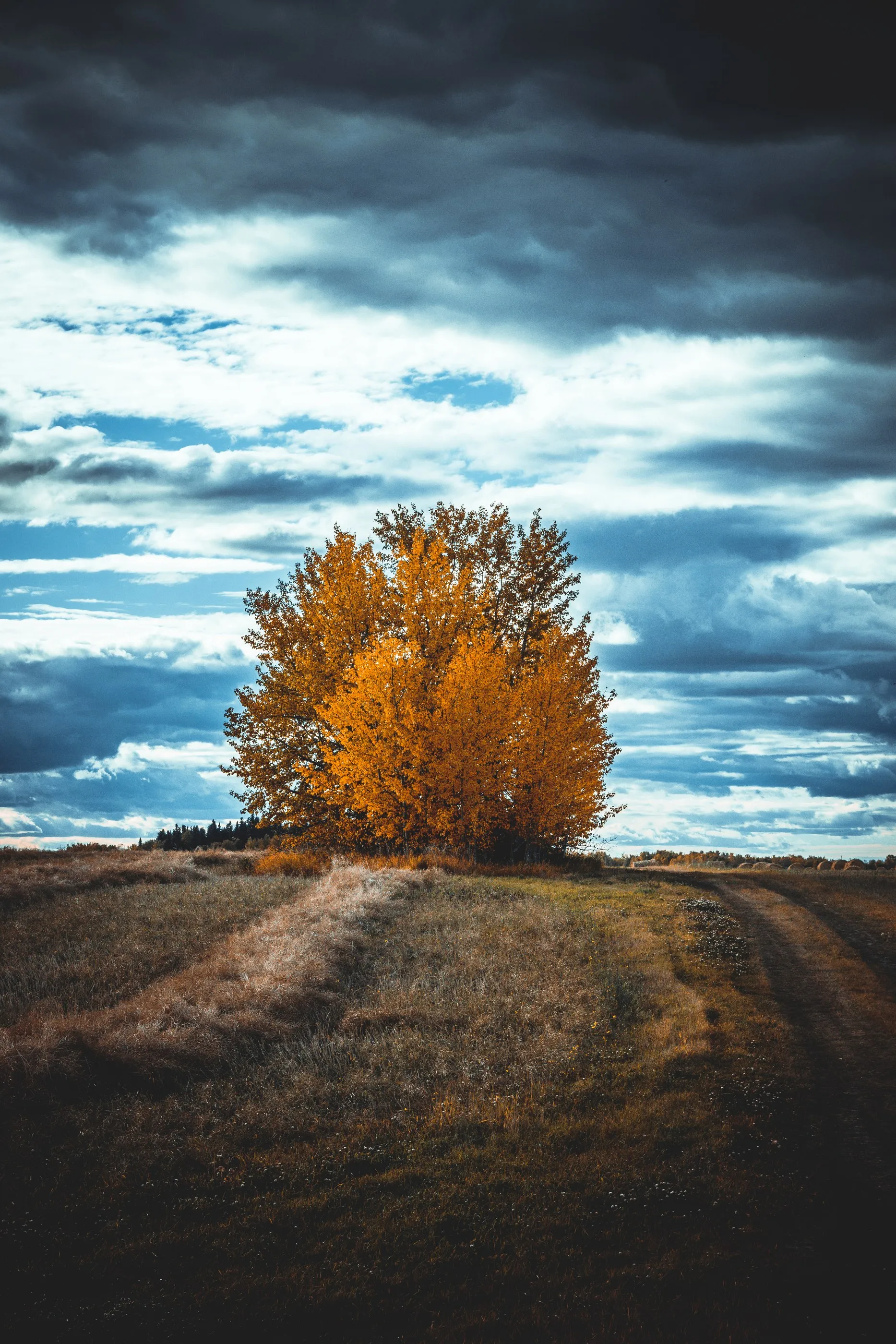 A single golden tree in a harvested field beneath layered clouds