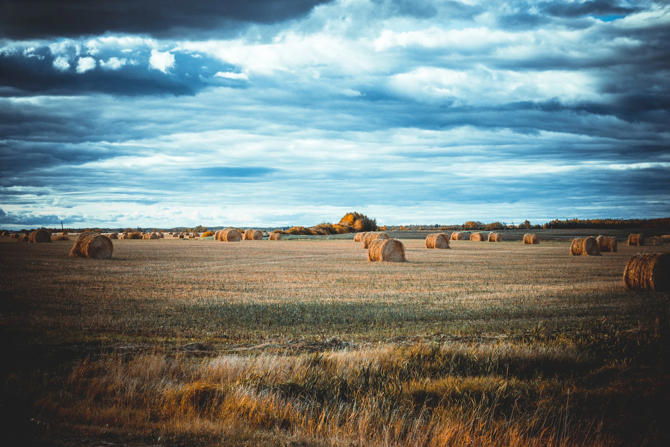 Round hay bales scattered across a field beneath a blue-gray sky