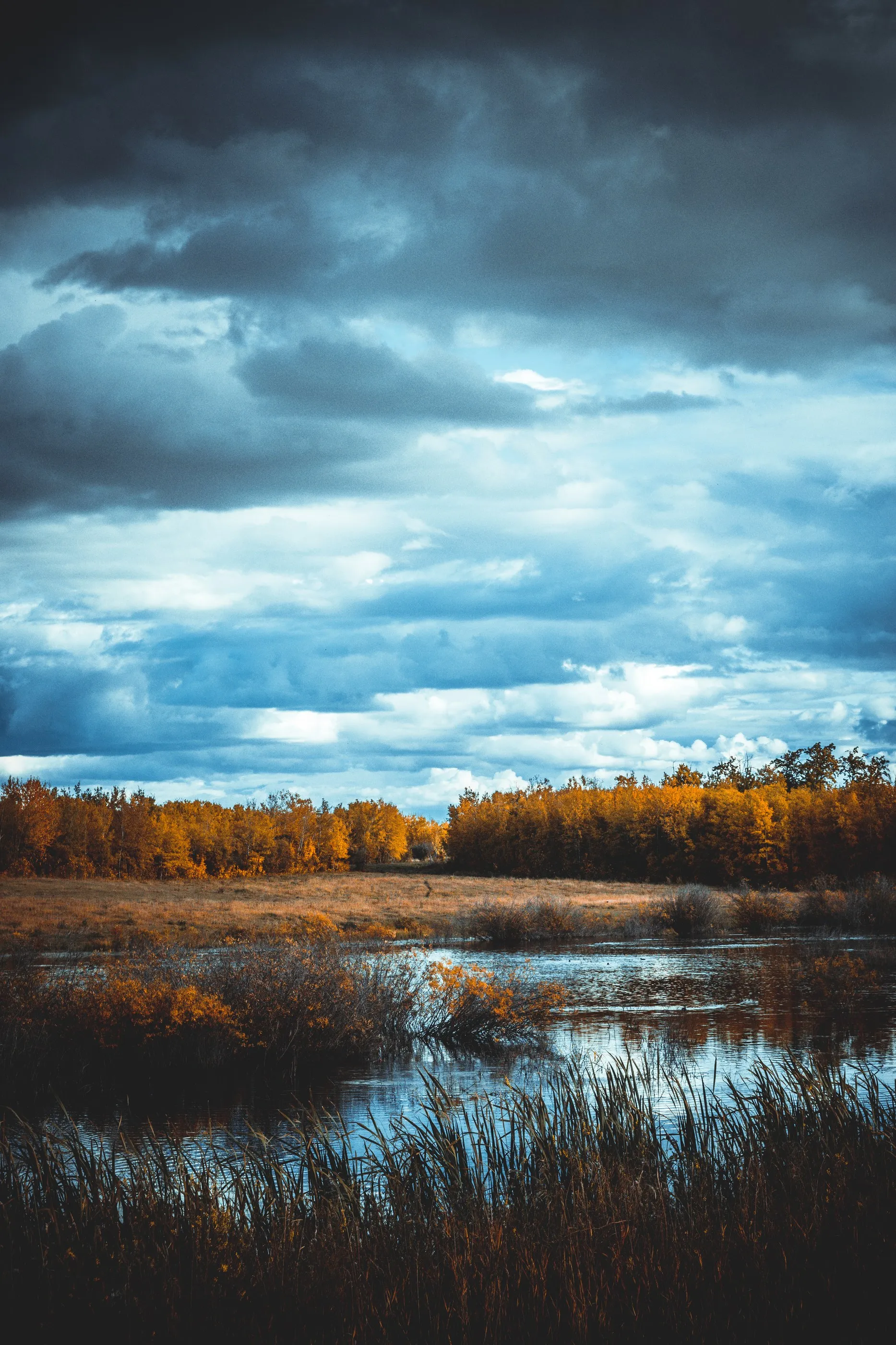 Autumn trees and cloudy sky reflected in a small pond