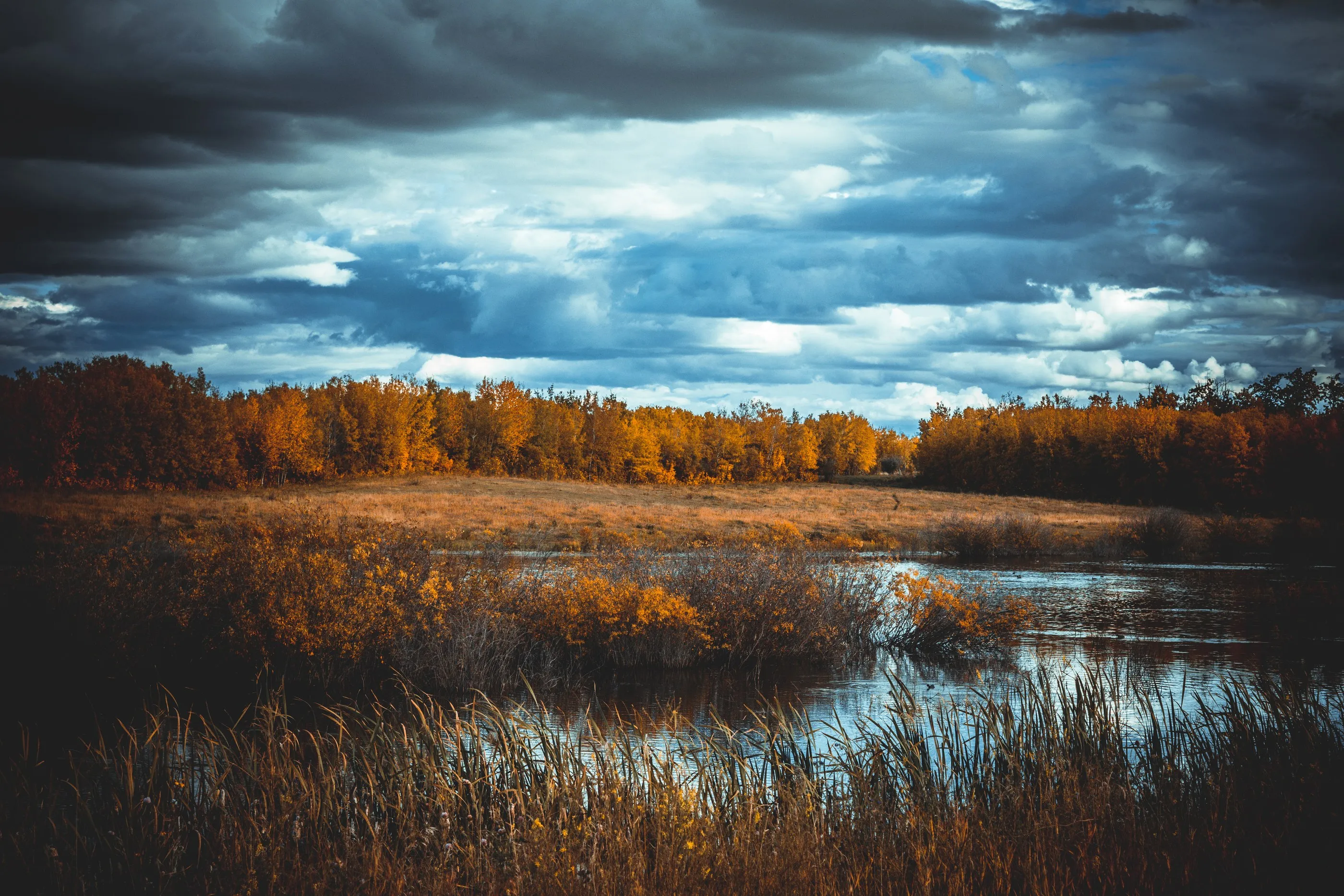 Golden trees lining a pond beneath a dark blue-gray sky