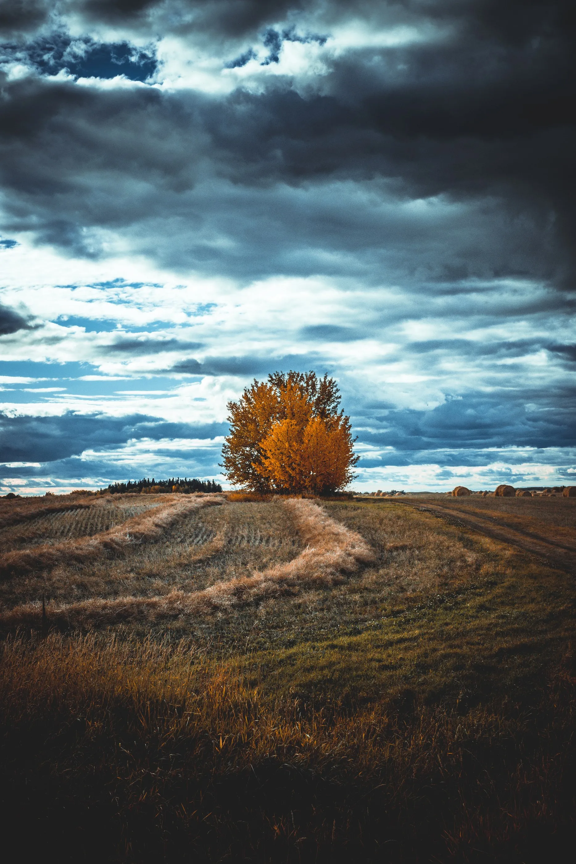 Dirt tracks curving toward a lone golden tree under storm clouds
