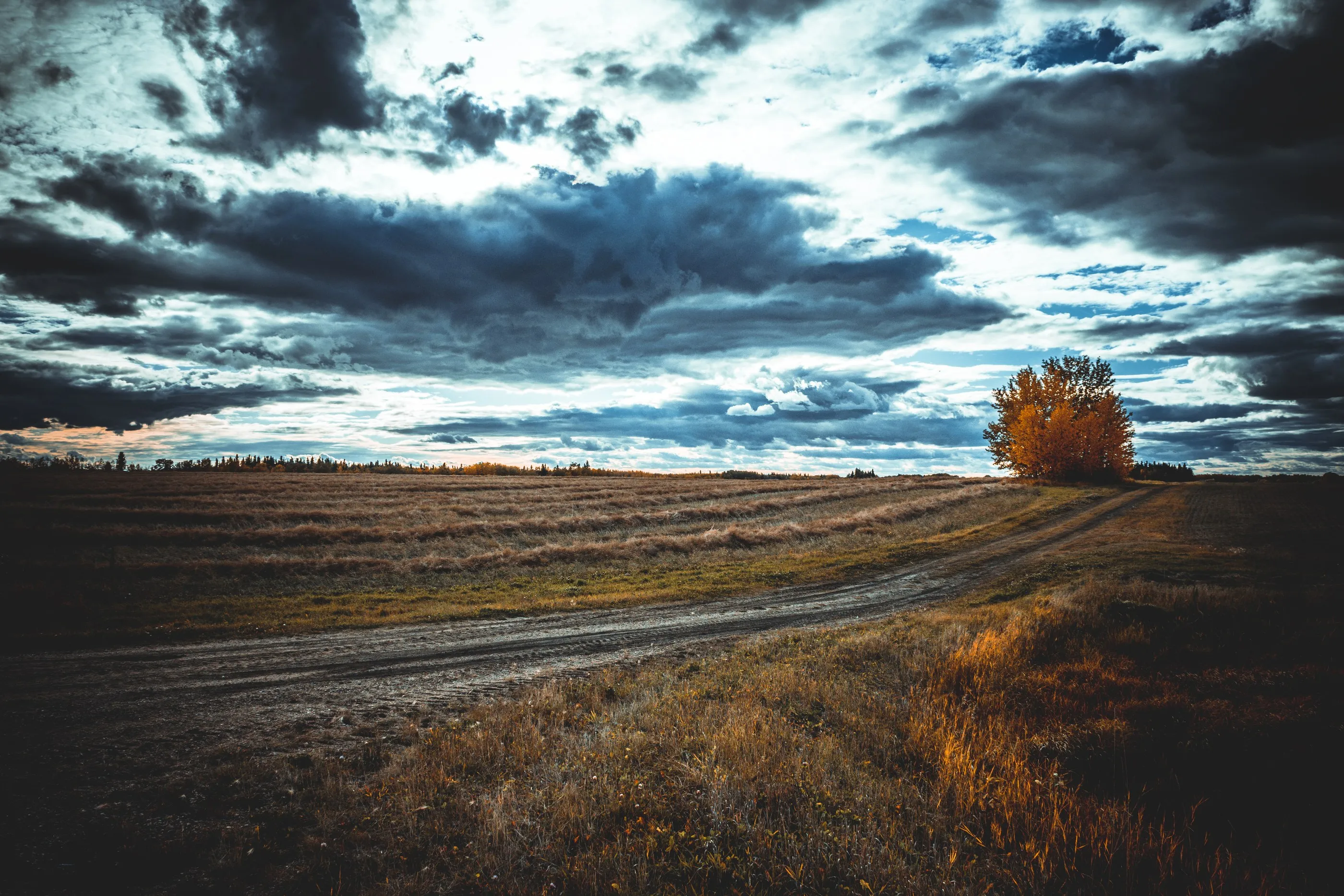 A rural dirt road curving past a golden tree beneath dramatic clouds